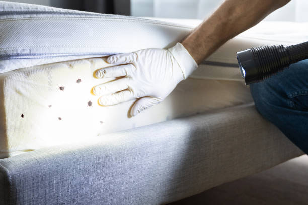 Best Pest Control Near Me  in Groveland, ID