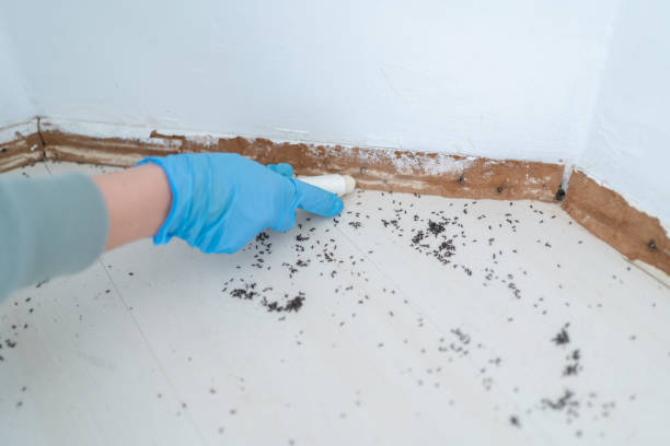Best Residential Pest Control  in Groveland, ID