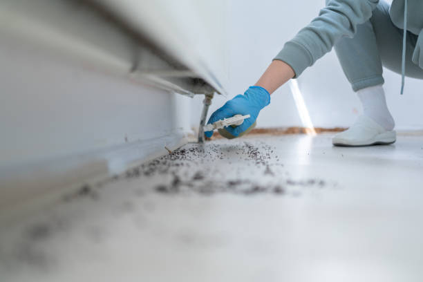 Best Emergency Pest Control  in Groveland, ID